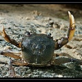 Crabe-crique-bagot-01