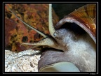 Escargot-auberge-des-orpail