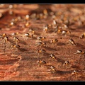 termites-chilibombo-1
