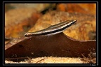 Nannostomus-bifasciatus