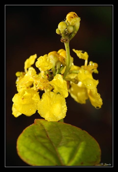 Caesalpiniaceae-1.jpg
