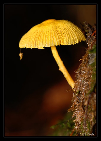 champignon-jaune