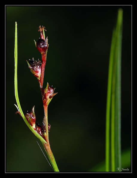 Cyperaceae-X2.jpg