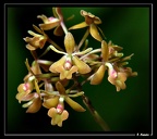 Epidendrum-anceps 05