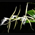 Epidendrum-ciliare 01