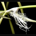 Epidendrum-ciliare 02