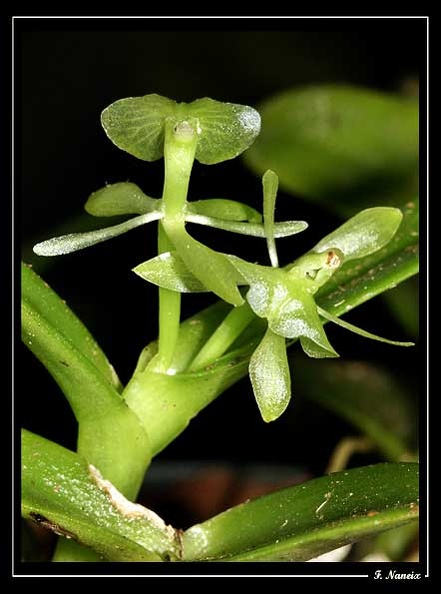 Epidendrum-difforme_01.jpg