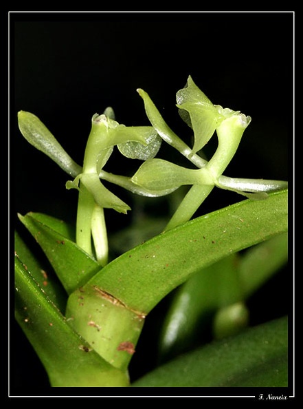 Epidendrum-difforme_02.jpg