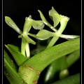 Epidendrum-difforme 02