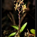Epidendrum-microphyllum 01