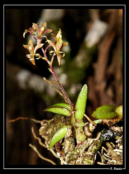 Epidendrum-microphyllum_02.jpg