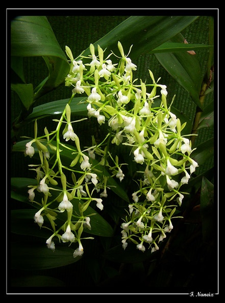Epidendrum-paniculatum_01.jpg
