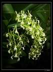 Epidendrum-paniculatum 01
