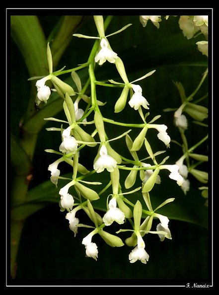 Epidendrum-paniculatum_02.jpg