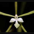 Epidendrum-purpurascens 01
