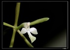 Epidendrum-purpurascens 02