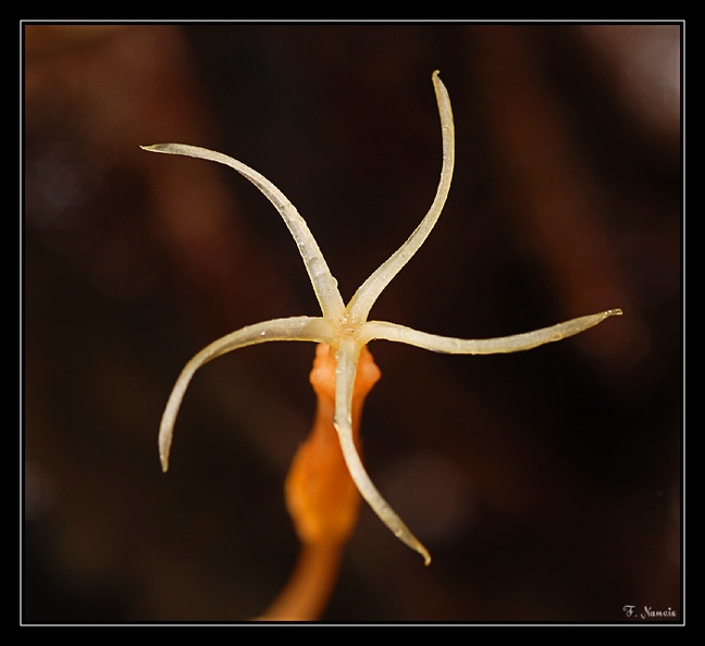 Voyria-tenuiflora_2.jpg