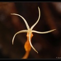 Voyria-tenuiflora 2