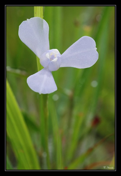 iridaceaea_6.jpg