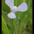 iridaceaea 6