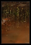 Utricularia-X 2