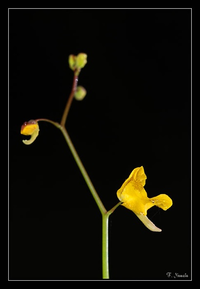 Utricularia-juncea_1.jpg