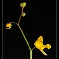 Utricularia-juncea 1