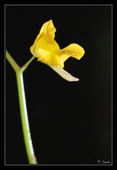 Utricularia-juncea_2.jpg