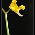 Utricularia-juncea 2
