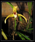 maxillaria-picta