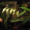 pleurothallis-linearifolia