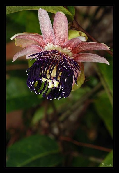 Passiflorasp2.jpg