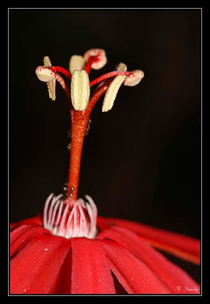 passiflora-cf-coccinea-2.jpg