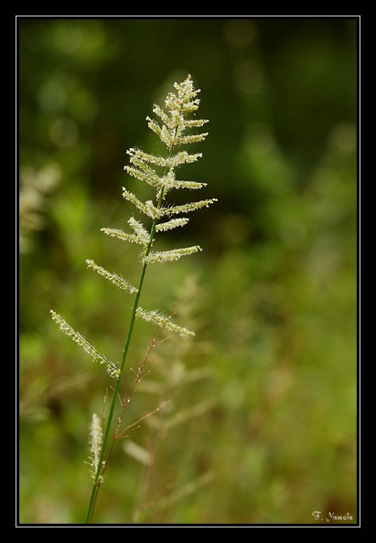 Poaceae-1.jpg