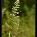 Poaceae-1