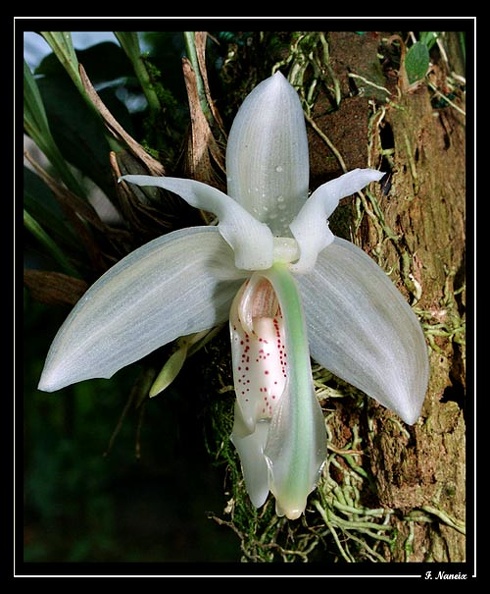 Sanhopea-grandiflora-01.jpg