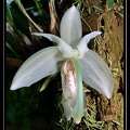 Sanhopea-grandiflora-01.jpg