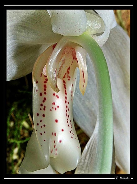 Sanhopea-grandiflora-02.jpg