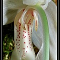 Sanhopea-grandiflora-02