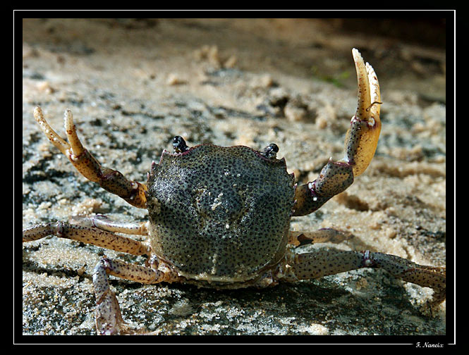 Crabe-crique-bagot-01.jpg