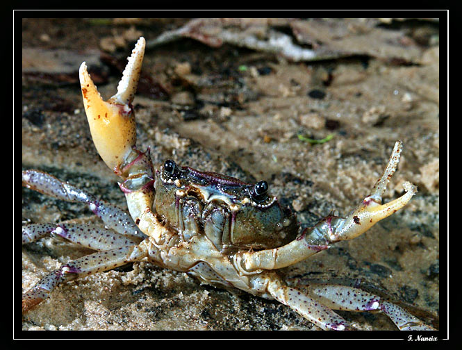 Crabe-crique-bagot-02