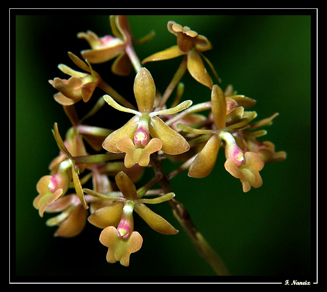 Epidendrum-anceps_05.jpg
