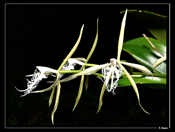Epidendrum-ciliare_01.jpg
