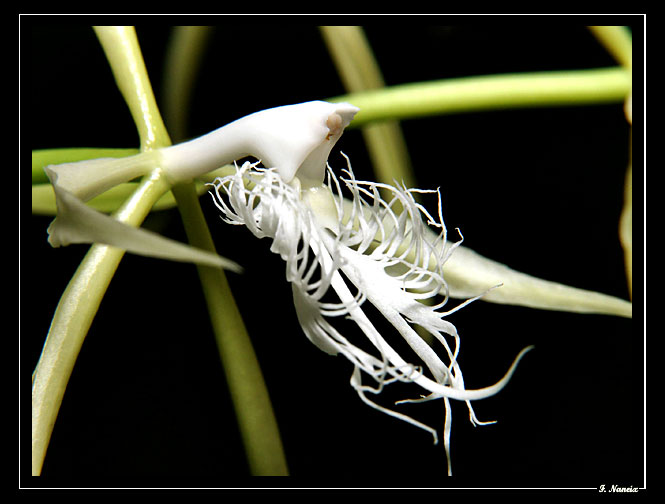 Epidendrum-ciliare_02.jpg