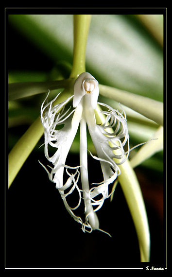 Epidendrum-ciliare_03.jpg