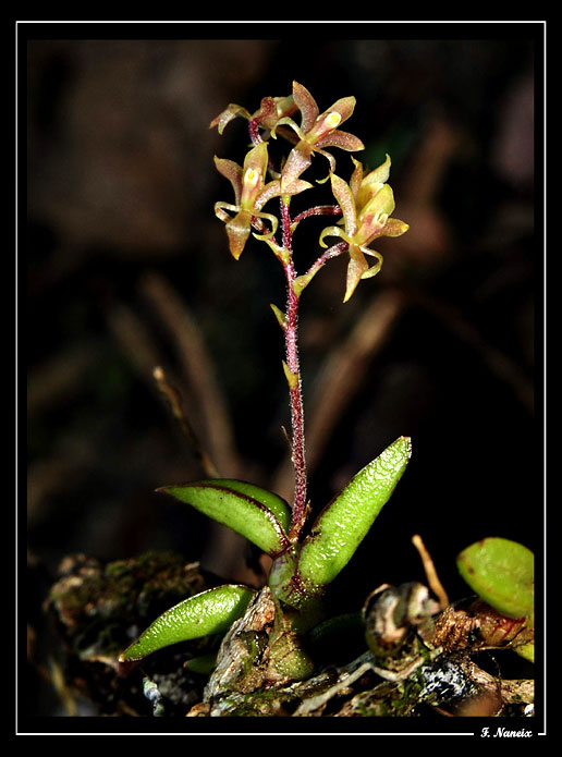 Epidendrum-microphyllum 01