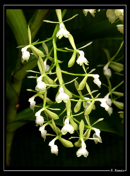 Epidendrum-paniculatum 02