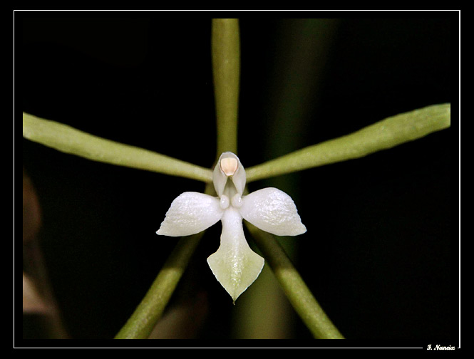 Epidendrum-purpurascens_01.jpg