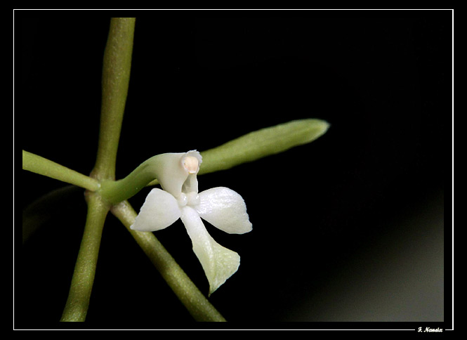 Epidendrum-purpurascens_02.jpg