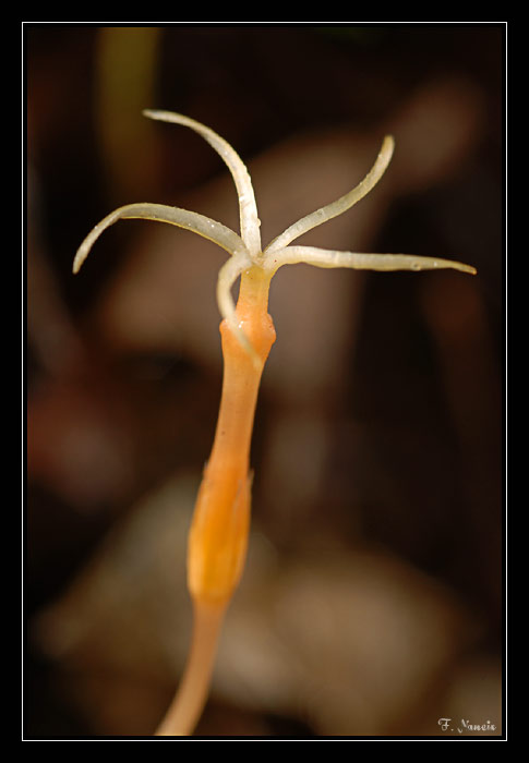 Voyria-tenuiflora 1